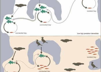 Researchers are finding that having good neighbors and few large predators makes predatory fish populations more resilient.