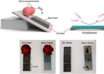 Researchers create coating solution for safer food storage
