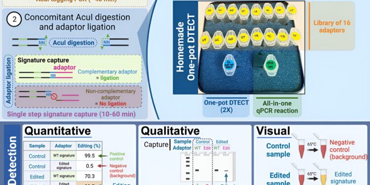 Researchers create new tool to quickly diagnose genetic mutations