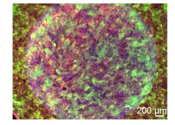 Researchers develop model to assess human placental barrier biology