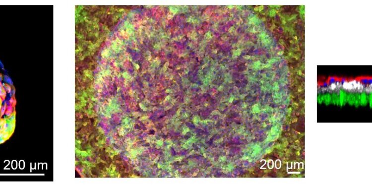Researchers develop model to assess human placental barrier biology