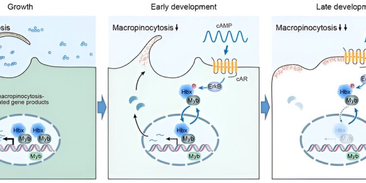 Researchers discover how cells modulate macropinocyte activity