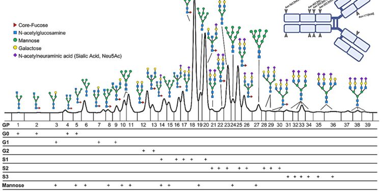 Researchers discover possible predictor of COVID-19 severity