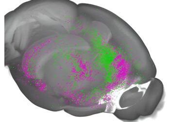 Researchers identify brain center playing key role in learned response to direct and indirect threats