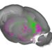Researchers identify brain center playing key role in learned response to direct and indirect threats