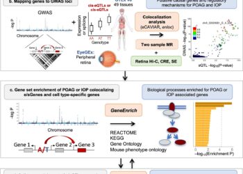 Researchers identify genes and cell types that may play a causal role in the primary formation of open-angle glaucoma