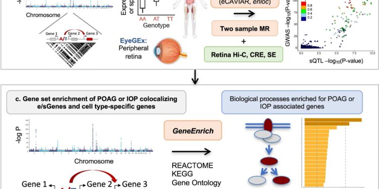 Researchers identify genes and cell types that may play a causal role in the primary formation of open-angle glaucoma