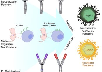 Researchers offer new insights into how herpes simplex virus antibodies work