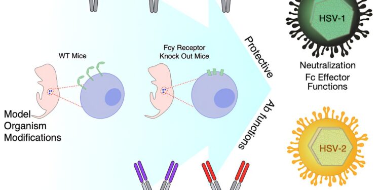 Researchers offer new insights into how herpes simplex virus antibodies work