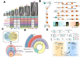 Researchers present new approach to identify key regulatory factors in wheat ear development