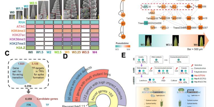 Researchers present new approach to identify key regulatory factors in wheat ear development