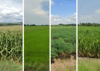 Researchers remotely map crops, field by field