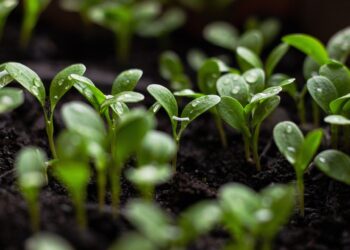Researchers study role of post-transcriptional splicing in plant response to light