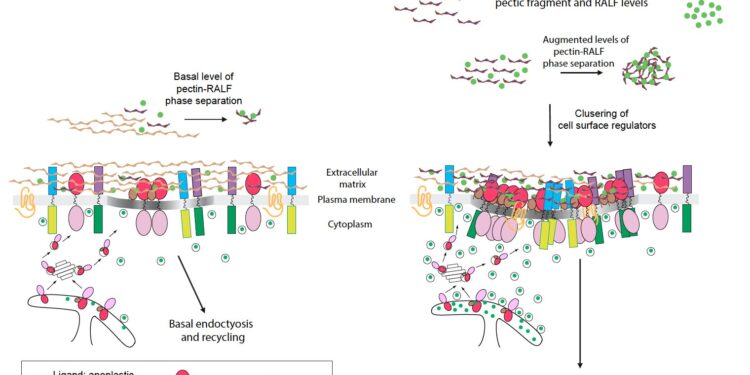 Researchers uncover key to molecular mystery of how plants respond to changing conditions
