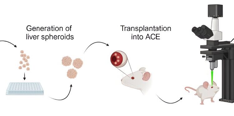 Researchers use the eye as a window to study liver health