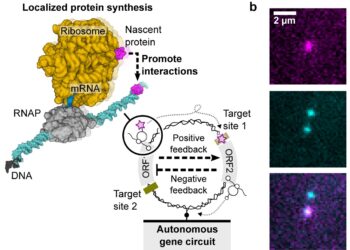 Revealing the potential of genetic circuits on single DNA molecules