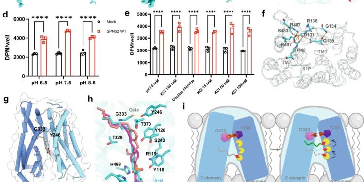 SPNS2 directly exports S1P for signaling and can be inhibited