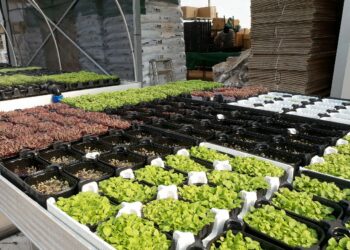 Scientists adjust the iodine and potassium content of radishes, peas, arugula and chard