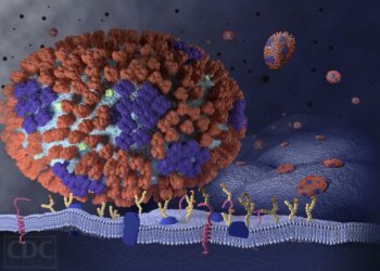 Scientists discover hidden army of lung flu fighters