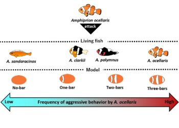 Scientists discover that clownfish count stripes to distinguish friends from foes