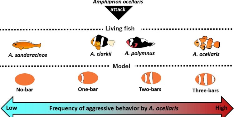 Scientists discover that clownfish count stripes to distinguish friends from foes