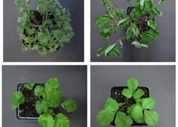 Scientists identify genetic mechanism responsible for plant leaf diversity