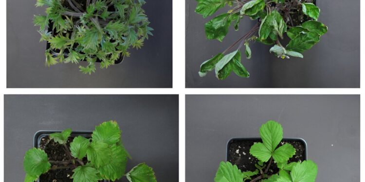 Scientists identify genetic mechanism responsible for plant leaf diversity