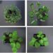 Scientists identify genetic mechanism responsible for plant leaf diversity