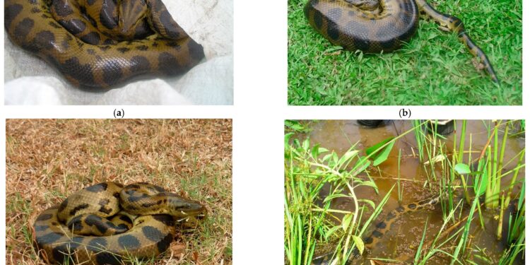 Scientists shocked to discover new species of green anaconda, world’s largest snake