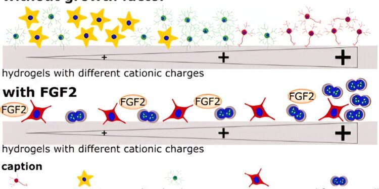 Scientists show that positively charged hydrogels promote survival and growth of neural stem cells