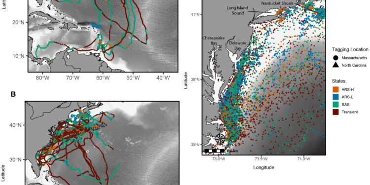 Scientists track the world’s largest turtles to previously unknown feeding grounds