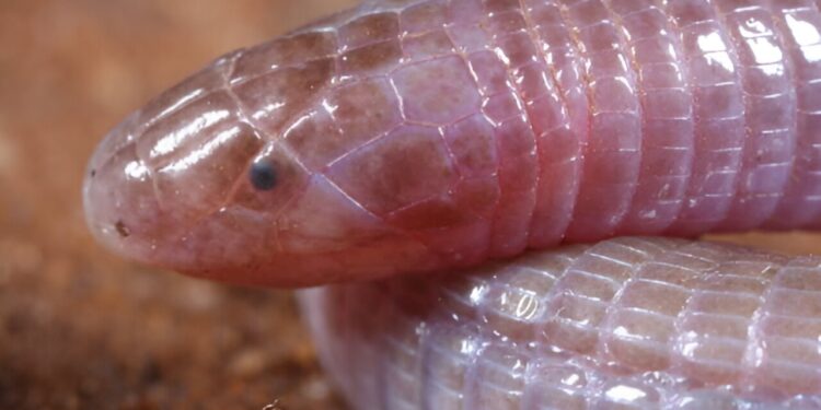 Secrets of a strange snake-like worm revealed by CT scans