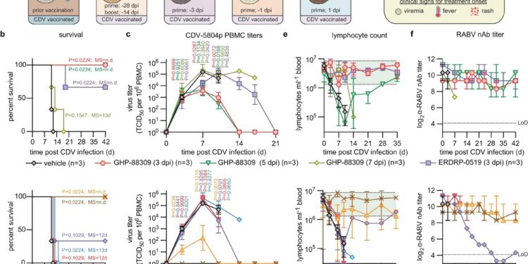 Severe lung damage is caused when flu is followed by infection with a measles-like virus, study finds