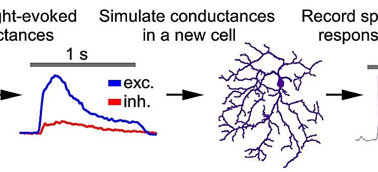 Shedding light on the synaptic complexities of vision
