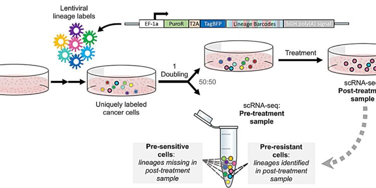 Sister cells discover pre-existing resistant states in cancer