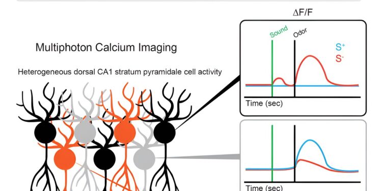 Smells can trigger certain brain cells to make decisions