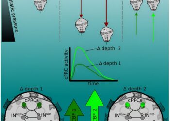 Study finds plankton use UV light sensors to detect pressure changes and avoid being swept away.