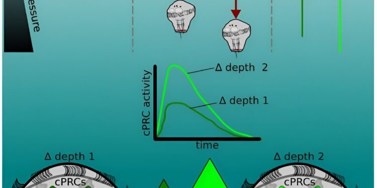 Study finds plankton use UV light sensors to detect pressure changes and avoid being swept away.