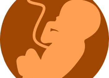 Study provides first evidence of direct impact of serotonin on prefrontal cortex development