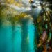 Study reveals how kelp forests persisted during the Great Pacific Marine Heatwave of 2014-2016