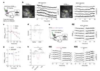Study reveals microglia may regulate sleep via modulation of norepinephrine transmission