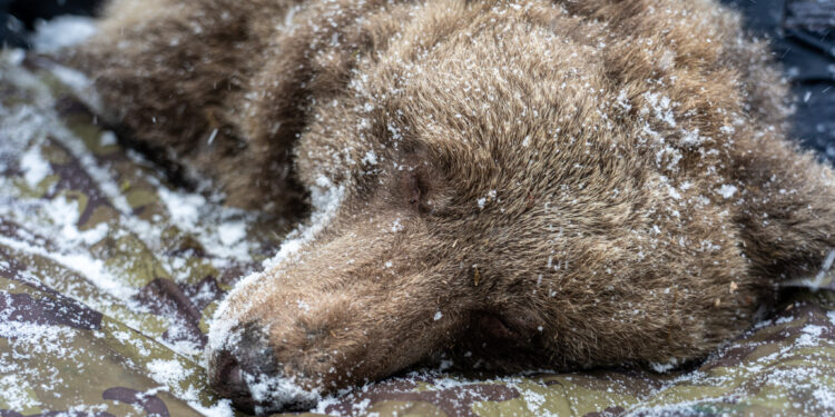 Study reveals molecular mechanisms behind hibernation in mammals