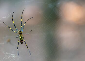 Study suggests invasive spider tolerates urban landscape better than most native spiders