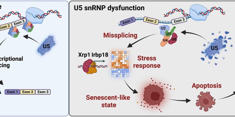 Team discovers mechanism that protects tissues after faulty gene expression