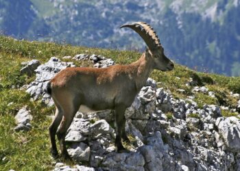 The Alpine ibex becomes increasingly nocturnal as temperatures rise