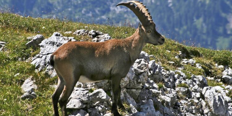 The Alpine ibex becomes increasingly nocturnal as temperatures rise