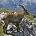 The Alpine ibex becomes increasingly nocturnal as temperatures rise