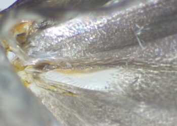 The mystery of moths’ warning sound production explained in new study