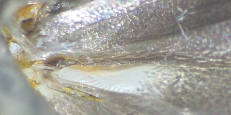 The mystery of moths’ warning sound production explained in new study