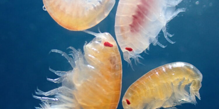 Tiny crustaceans found feeding on live jellyfish during harsh Arctic night